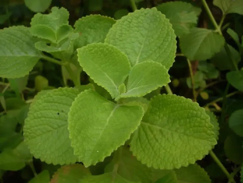 Cuban Oregano Live Plant - Plectranthus amboinicus - Edible Herb - 4-6" Tall Starter - Image 3