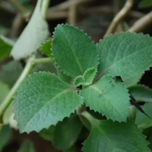 Cuban Oregano Live Plant - Plectranthus amboinicus - Edible Herb - 4-6
