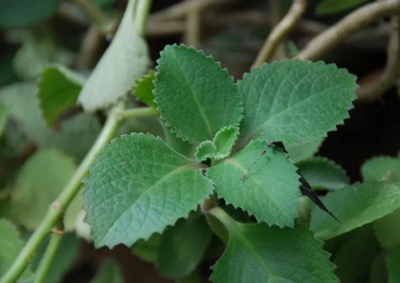 Cuban Oregano Live Plant - Plectranthus amboinicus - Edible Herb - 4-6" Tall Starter - Image 4