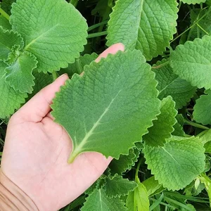 Cuban Oregano Live Plant - Plectranthus amboinicus - Edible Herb - 4-6