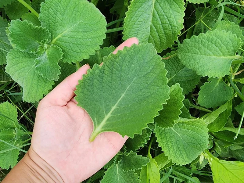 Cuban Oregano Live Plant - Plectranthus amboinicus - Edible Herb - 4-6" Tall Starter - Image 5