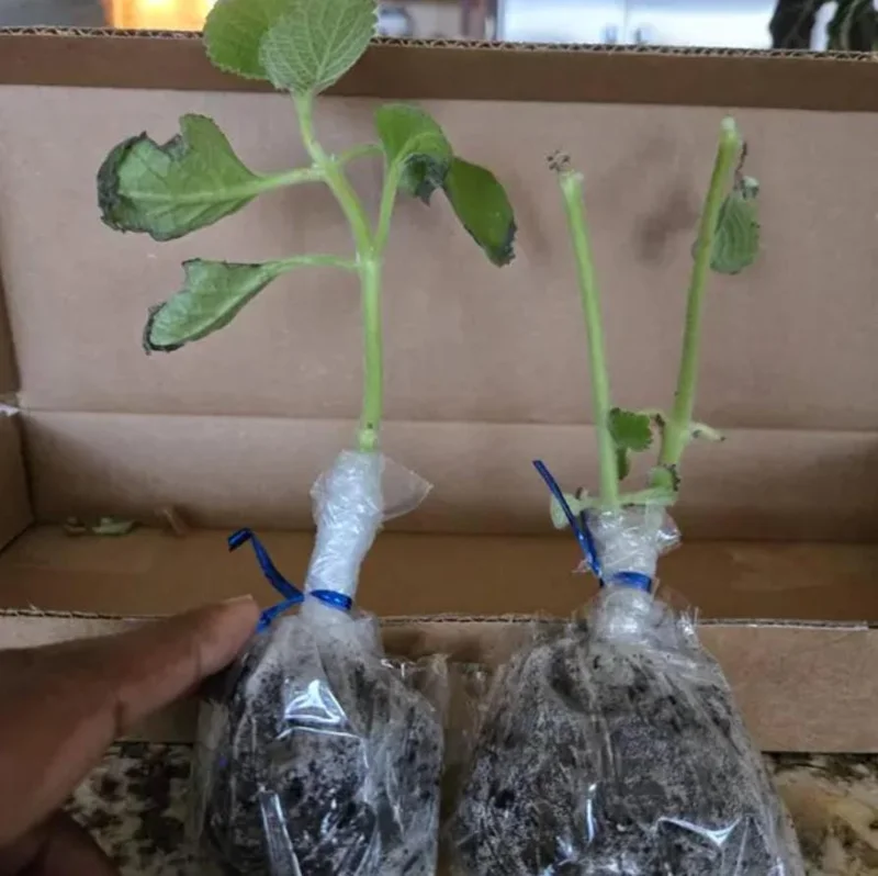 Cuban Oregano Live Plant - Plectranthus amboinicus - Edible Herb - 4-6" Tall Starter - Image 8