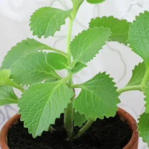 Cuban Oregano Live Plant - Plectranthus amboinicus - Edible Herb - 4-6