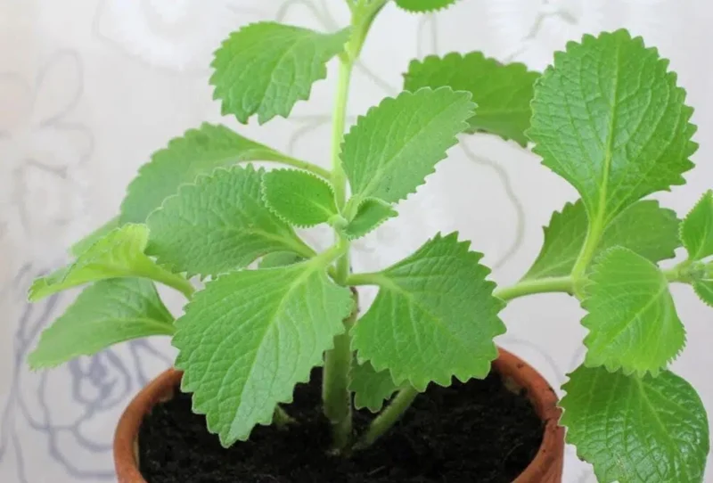 Cuban Oregano Live Plant - Plectranthus amboinicus - Edible Herb - 4-6" Tall Starter - Image 9