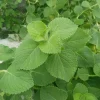 Cuban Oregano Live Plant - Plectranthus amboinicus - Edible Herb - 4-6" Tall Starter - Image 1
