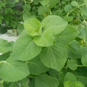 Cuban Oregano Live Plant - Plectranthus amboinicus - Edible Herb - 4-6