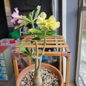 Double Yellow Desert Rose Live Plant - Adenium Obesum Starter - 6-8