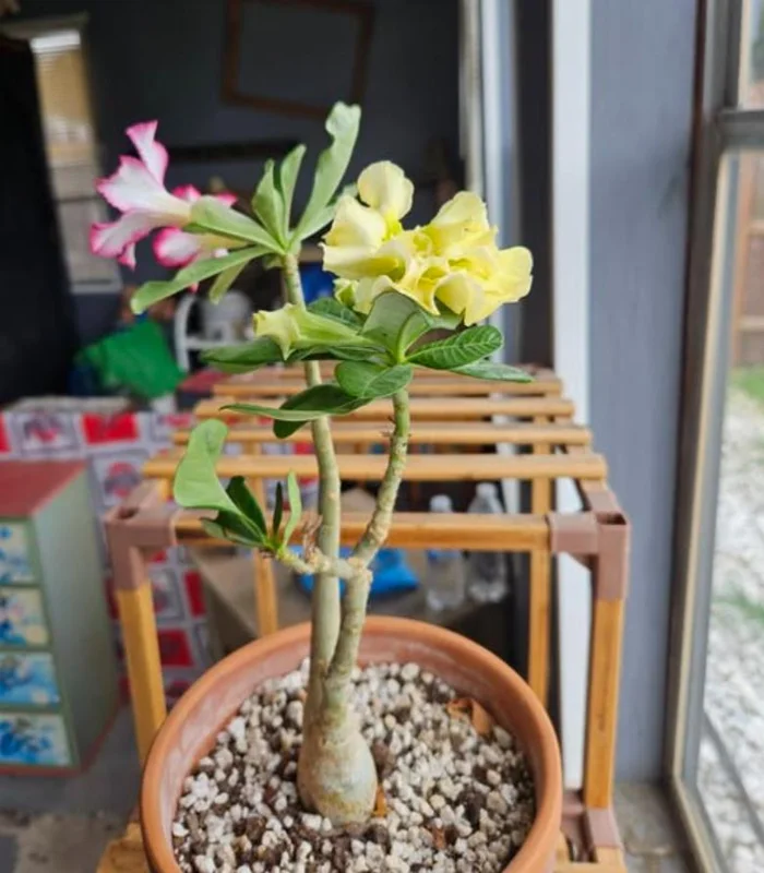 Double Yellow Desert Rose Live Plant - Adenium Obesum Starter - 4-6" Tall - Yellow Flowers - Image 10