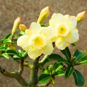Double Yellow Desert Rose Live Plant - Adenium Obesum Starter - 6-8