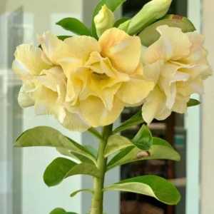 Double Yellow Desert Rose Live Plant - Adenium Obesum Starter - 4-6