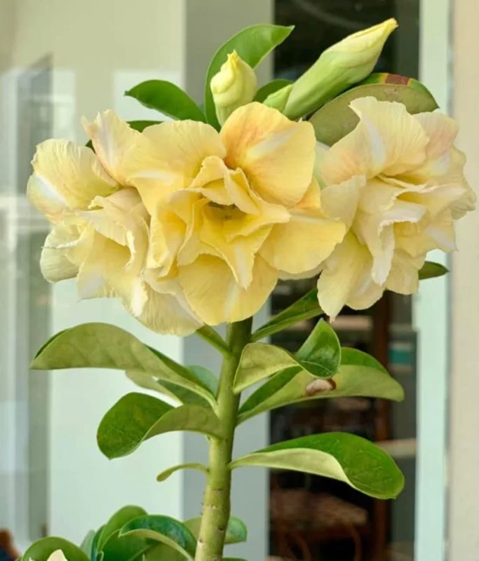 Double Yellow Desert Rose Live Plant - Adenium Obesum Starter - 4-6" Tall - Yellow Flowers - Image 3