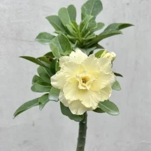 Double Yellow Desert Rose Live Plant - Adenium Obesum Starter - 4-6