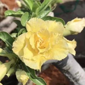 Double Yellow Desert Rose Live Plant - Adenium Obesum Starter - 6-8