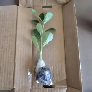 Double Yellow Desert Rose Live Plant - Adenium Obesum Starter - 4-6