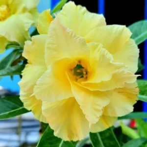 Double Yellow Desert Rose Live Plant - Adenium Obesum Starter - 6-8