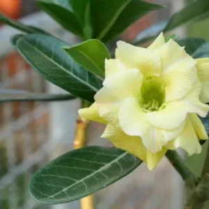 Double Yellow Desert Rose Live Plant - Adenium Obesum Starter - 4-6