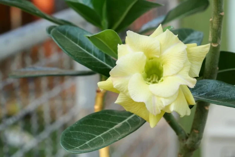 Double Yellow Desert Rose Live Plant - Adenium Obesum Starter - 4-6" Tall - Yellow Flowers - Image 7