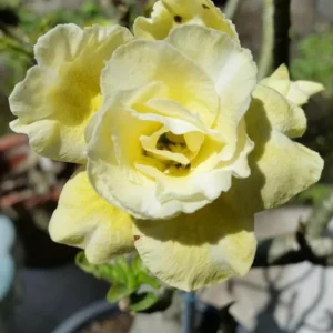 Double Yellow Desert Rose Live Plant - Adenium Obesum Starter - 4-6