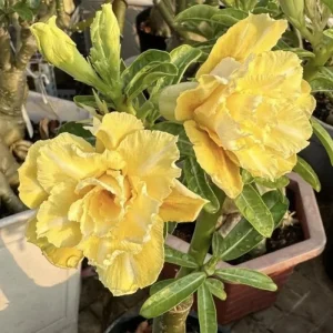 Double Yellow Desert Rose Live Plant - Adenium Obesum Starter - 6-8