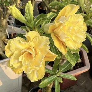 Double Yellow Desert Rose Live Plant - Adenium Obesum Starter - 4-6