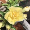 Double Yellow Desert Rose Live Plant - Adenium Obesum Starter - 4-6" Tall - Yellow Flowers - Image 1