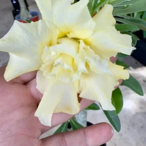 Double Yellow Desert Rose Live Plant - Set of 2 Succulents, 4-6
