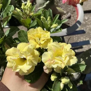 Double Yellow Desert Rose Live Plant - Set of 2 Succulents, 4-6