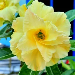 Double Yellow Desert Rose Live Plant - Set of 2 Succulents, 4-6