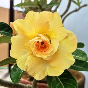 Double Yellow Desert Rose Live Plant - Set of 2 Succulents, 4-6
