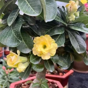 Double Yellow Desert Rose Live Plant - Set of 2 Succulents, 4-6