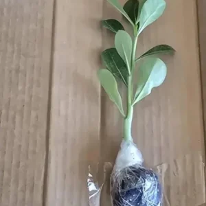 Double Yellow Desert Rose Live Plant - Set of 2 Succulents, 4-6