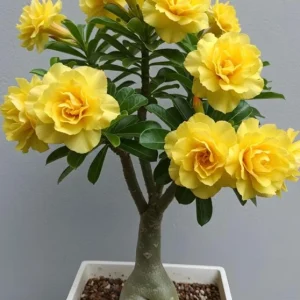 Double Yellow Desert Rose Live Plant - Set of 2 Succulents, 4-6