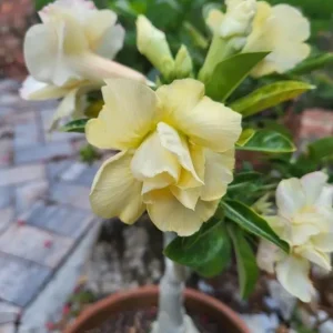 Double Yellow Desert Rose Live Plant - Set of 2 Succulents, 4-6