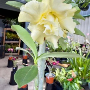 Double Yellow Desert Rose Live Plant - Set of 2 Succulents, 4-6