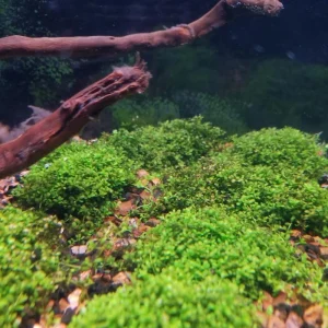 Dwarf Baby Tears Live Aquarium Plant – Hemianthus Callitrichoides – 1 Portion for Freshwater Tanks - Image 3