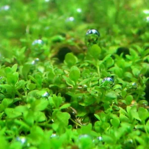 Dwarf Baby Tears Live Aquarium Plant – Hemianthus Callitrichoides – 1 Portion for Freshwater Tanks - Image 4