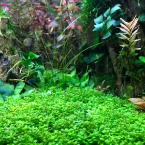 Dwarf Baby Tears Live Aquarium Plant – Hemianthus Callitrichoides – 1 Portion for Freshwater Tanks - Image 5