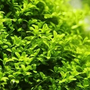 Dwarf Baby Tears Live Aquarium Plant – Hemianthus Callitrichoides – 1 Portion for Freshwater Tanks - Image 6