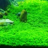 Dwarf Baby Tears Live Aquarium Plant – Hemianthus Callitrichoides – 1 Portion for Freshwater Tanks - Image 1