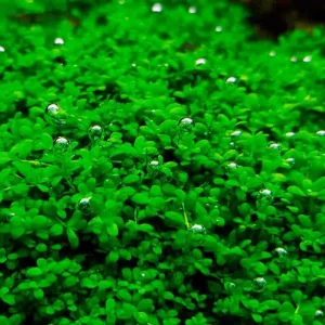Dwarf Baby Tears Live Aquarium Plant – Hemianthus Callitrichoides – 1 Portion for Freshwater Tanks - Image 7