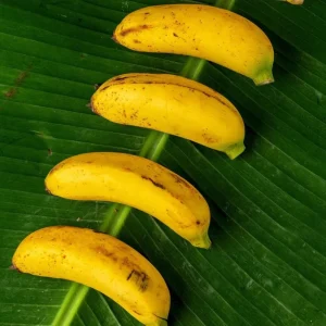 Dwarf Banana Plant Live Starter - Truly Tiny Banana Tree 4-6