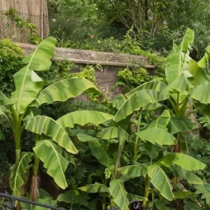 Dwarf Banana Plant Live Starter - Truly Tiny Banana Tree 4-6