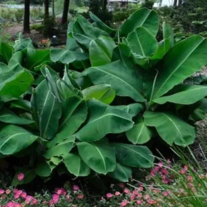 Dwarf Banana Plant Live Starter - Truly Tiny Banana Tree 4-6