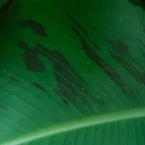 Dwarf Banana Plant Live Starter - Truly Tiny Banana Tree 4-6