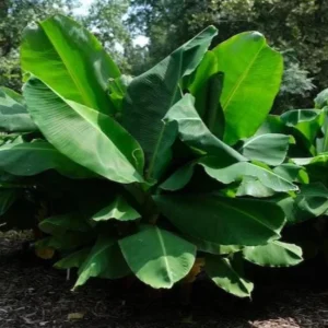 Dwarf Banana Plant Live Starter - Truly Tiny Banana Tree 4-6