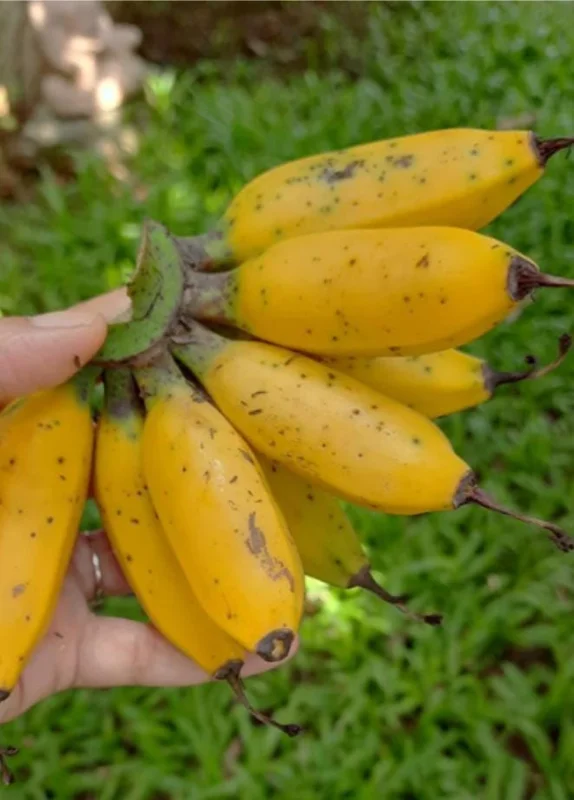 Dwarf Banana Plant Live Starter - Truly Tiny Banana Tree 4-6" Tall - Indoor/Outdoor - Image 1
