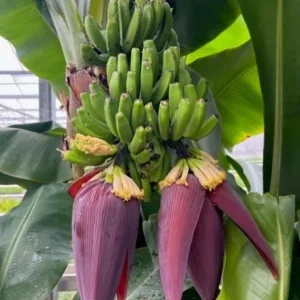 Dwarf Cavendish Banana Live Plants - Set of 2, 4-6