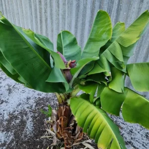 Dwarf Cavendish Banana Live Plants - Set of 2, 4-6