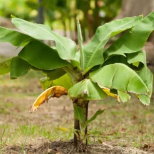 Dwarf Cavendish Banana Live Plants - Set of 2, 4-6