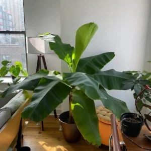 Dwarf Cavendish Banana Live Plants - Set of 2, 4-6